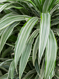 Insta-friendly Dracaena deremensis 'Warneckei' Tall Indoor House Plants Trees