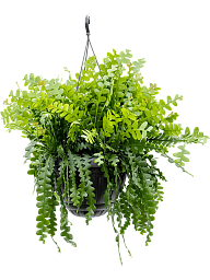 Cheerful Fishbone Cactus Epiphyllum anguliger Indoor House Plants