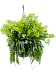 Cheerful Fishbone Cactus Epiphyllum anguliger Indoor House Plants