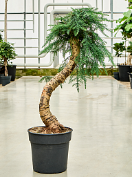 Graceful Norfolk Island Pine Graceful Norfolk Island Pine Araucaria cunninghamii Tall Indoor House Plants Trees