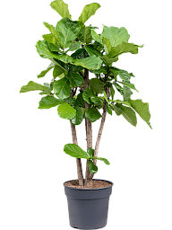 Lush Fiddle Leaf Fig Ficus lyrata Indoor House Plants