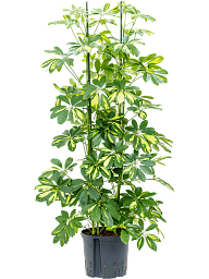 Delicate Umbrella Tree Schefflera arboricola 'Gold Capella' Indoor House Plants