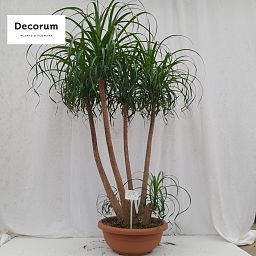 Beaucarnea
