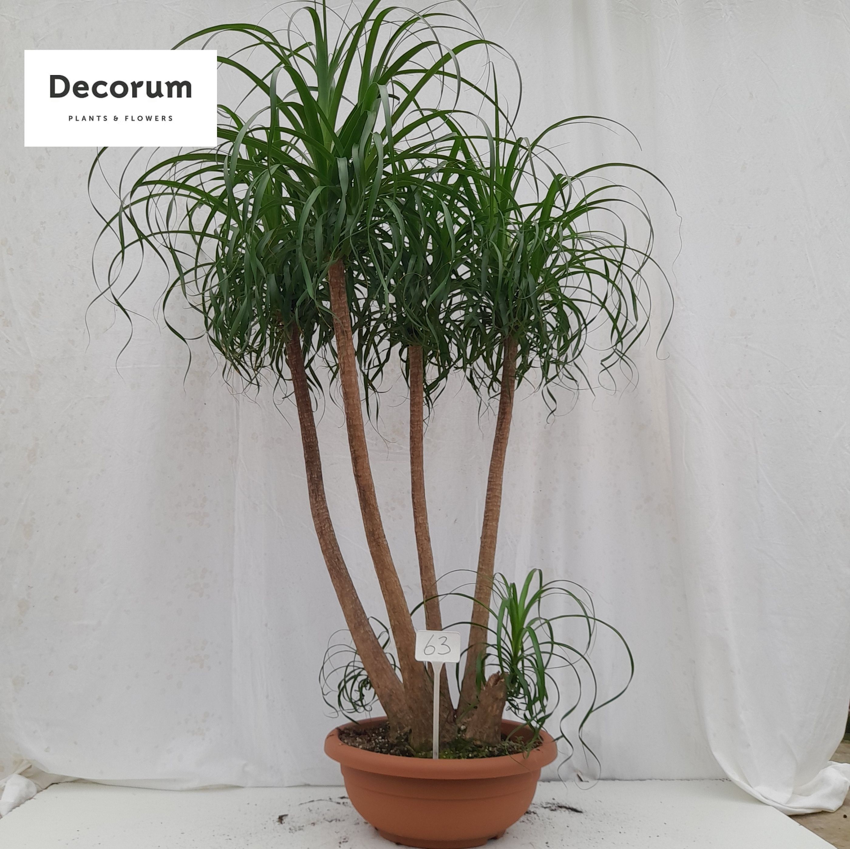 Beaucarnea