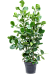 Lush Autograph Tree Clusia rosea Indoor House Plants