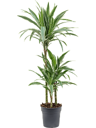 Insta-friendly Dracaena deremensis 'Warneckei' Tall Indoor House Plants Trees