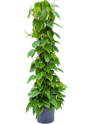 Lush Heart-Leaf Philodendron scandens Indoor House Plants