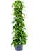 Lush Heart-Leaf Philodendron scandens Indoor House Plants