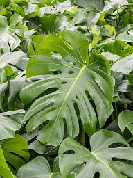 Shade-loving Swiss Cheese Plant Monstera deliciosa Indoor House Plants