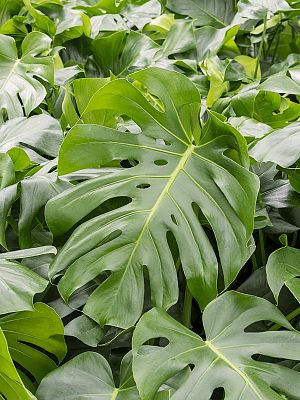 Shade-loving Swiss Cheese Plant Monstera deliciosa Indoor House Plants