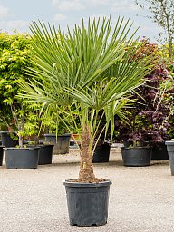 Windmill Palm Tree Trachycarpus fortunei (300-350)