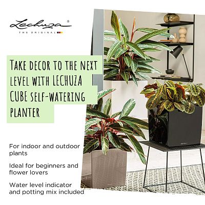 LECHUZA CUBE Square Poly Resin Self-watering Planter