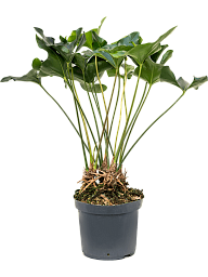 Shade-loving Flamingo Flower Anthurium 'Arrow' Indoor House Plants