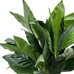 Lush Parlour Palm Chamaedorea metallica Indoor House Plants
