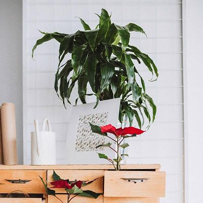 Dracaena Fragrans Janet Greig in LECHUZA QUADRO LS Self-watering Planter, Total Height 130 cm