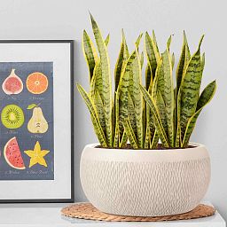IDEALIST Lite Mesh Style Bowl Planter Outdoor Plant Pot