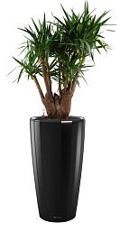 Yucca in LECHUZA RONDO Self-watering Planter, Total Height 180 cm