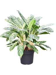 Showy Chinese Evergreen Aglaonema 'Madonna' (50-60) Indoor House Plants