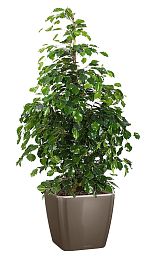 Ficus Benjamina Danielle in LECHUZA QUADRO LS Self-watering Planter, Total Height 120 cm