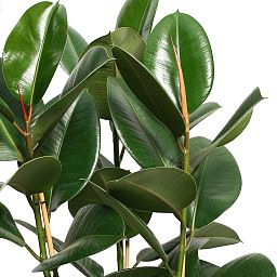 Lush Rubber Plant Ficus elastica 'Robusta' Indoor House Plants