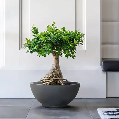 IDEALIST Lite Dish Style Smooth Bowl Outdoor Planter