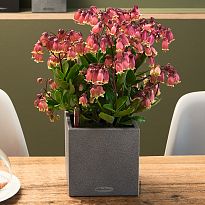 LECHUZA CANTO Stone 14 Graphite Black Poly Resin Self-watering Planter...