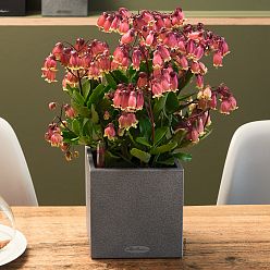 LECHUZA CANTO Stone Square Poly Resin Indoor Self-watering Planter