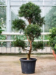 Lush Kusamaki Podocarpus macrophyllus Indoor House Plants