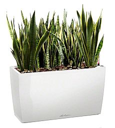 Sansevieria Green Wall in LECHUZA CARARO Self-watering Planter, Total Height 80 cm
