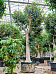 Lush Fig Tree Ficus rubiginosa 'Australis' Tall Indoor House Plants Trees