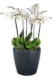 Blooming Orchids in LECHUZA CLASSICO Color Self-watering Planter, Total Height 60 cm