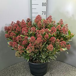 Skimmia japonica Rubesta Jos