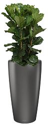 Ficus Lyrata in LECHUZA RONDO Self-watering Planter, Total Height 160 cm