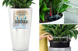 Ficus Microcarpa in LECHUZA RONDO Self-watering Planter, Total Height 120 cm