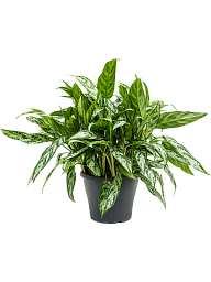 Lush Chinese Evergreen Aglaonema 'Silver Queen' Indoor House Plants