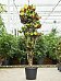 Colorful Croton (Codiaeum) variegatum 'Mrs. Iceton' Indoor House Plants