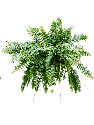 Shade-loving Boston Fern Nephrolepis biserrata 'Macho' Indoor House Plants