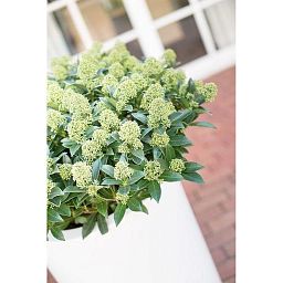 PREMIUM CLASSIC Planting Column Round Tall Plastic Planter