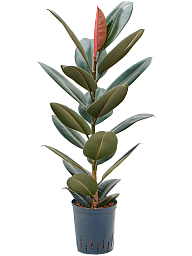 Lush Rubber Plant Ficus elastica 'Abidjan' Indoor House Plants