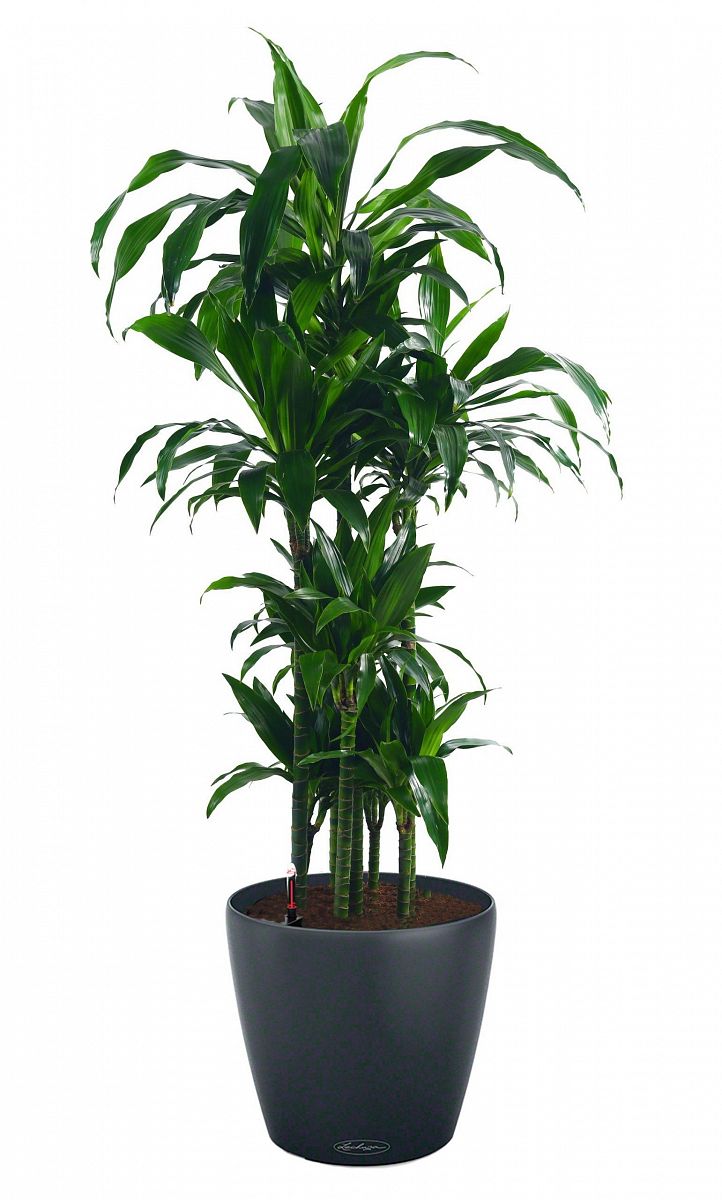 Dracaena Fragrans Janet Greig in LECHUZA CLASSICO Color Self-watering Planter, Total Height 160 cm
