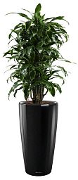 Dracaena Fragrans Arturo in LECHUZA RONDO Self-watering Planter, Total Height 160 cm