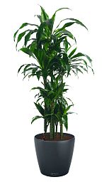 Dracaena Fragrans Janet Greig in LECHUZA CLASSICO Color Self-watering Planter, Total Height 160 cm