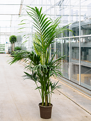 Lush Sentry Palm Kentia (Howea) forsteriana Indoor House Plants