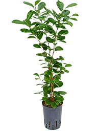 Lush Chinese Banyan Ficus microcarpa 'Moclame' Indoor House Plants