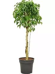 Lush Weeping Fig Ficus benjamina 'Columnar' Tall Indoor House Plants Trees