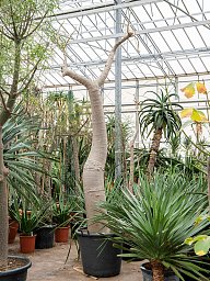 Impressive Bottle Tree Moringa drouhardii Tall Indoor House Plants Trees