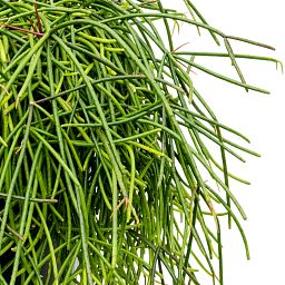 Easy-Care Mistletoe Cactus Rhipsalis mauretiana Indoor House Plants