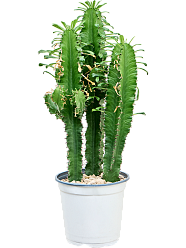 Impressive African Milk Tree Euphorbia erytrea Indoor House Plants