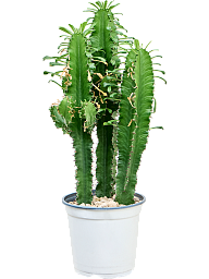 Impressive African Milk Tree Euphorbia erytrea Indoor House Plants