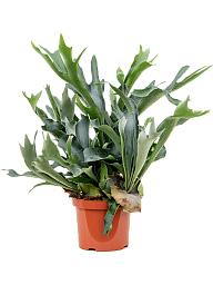 Lush Staghorn Fern Platycerium bifurcatum Indoor House Plants